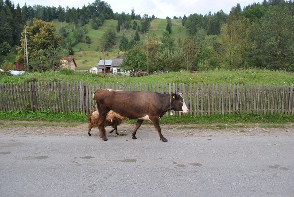 23_Pojana Mikuli